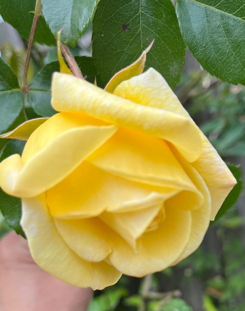 E24BAF99-626D-4257-A825-15F436729C6D - Trandafiri 2023