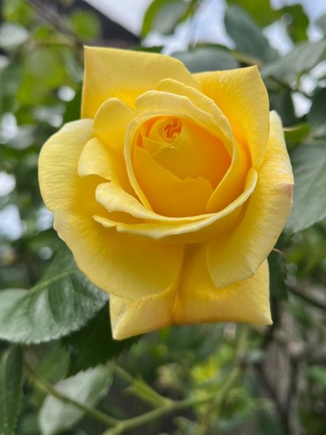 82AE3343-A247-4034-946E-20637EC721F4 - Trandafiri 2023