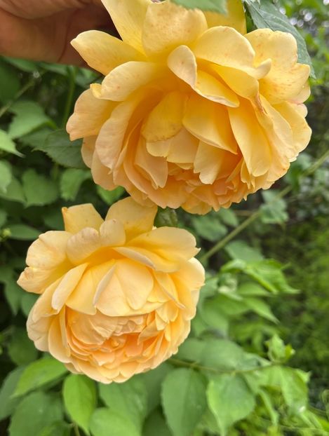 805A4A62-6845-4775-9417-6363F26A2201 - Trandafiri 2023