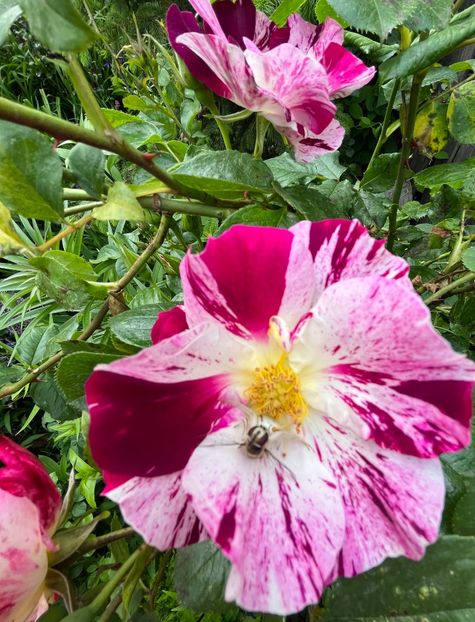 F55562E8-A96E-48B1-BB75-7D884B237183 - Trandafiri 2023