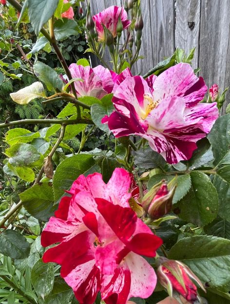 6F503E13-99AB-4A5F-88C9-1A3559AE2156 - Trandafiri 2023