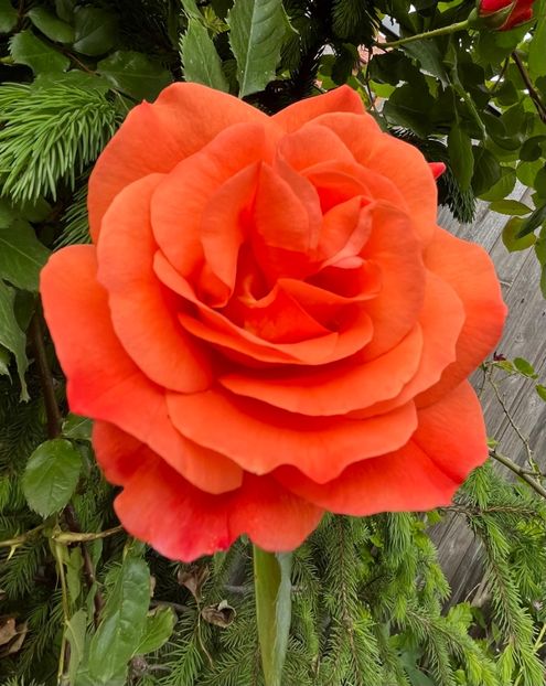 ACD599B9-4127-4ECA-911F-8B3AC39418AD - Trandafiri 2023