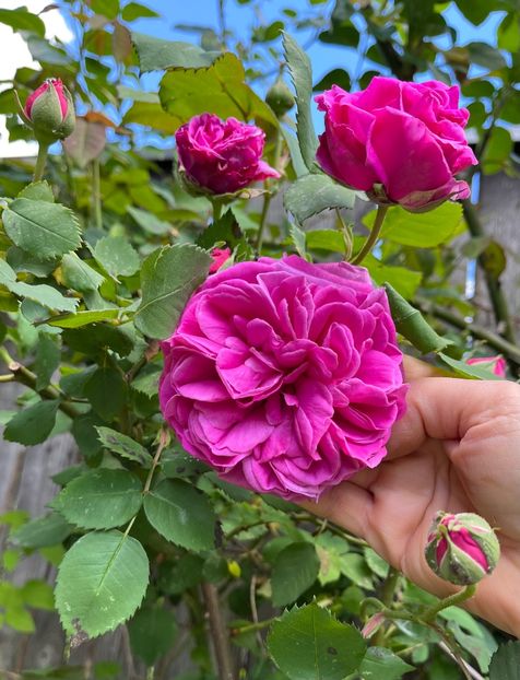 E607AA67-3D32-4026-90D2-5D3E2DB8EB24 - Trandafiri 2023