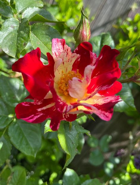 159B705A-FB35-4741-B2DC-B331F3C8056D - Trandafiri 2023