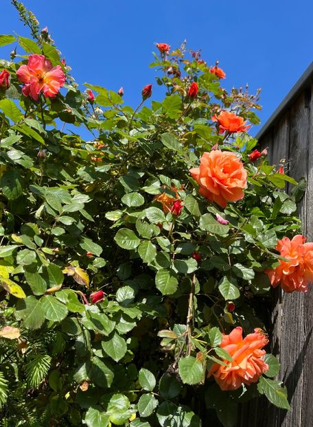 C10F7A3C-4AC0-4367-8359-9A5CE8722DB8 - Trandafiri 2023