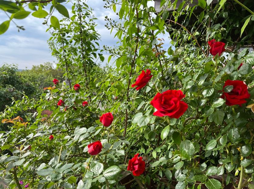 8BBCD640-3743-45E4-854D-D68A98C85F91 - Trandafiri 2023