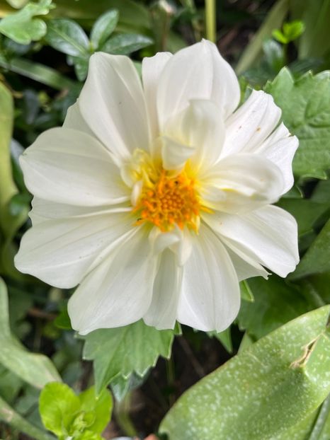 E95C641D-24ED-4190-8C03-35176A72CFA0 - Dalii 19-20 23