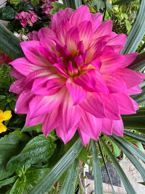 46AC4D8F-F7B5-4103-BB5B-4B580A5046B2 - Dalii 19-20 23