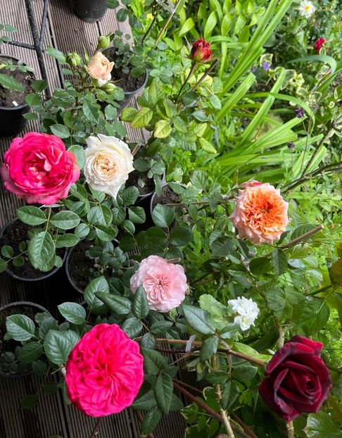 3A0BDA40-5199-4771-B636-04828E001DFA - Noutati