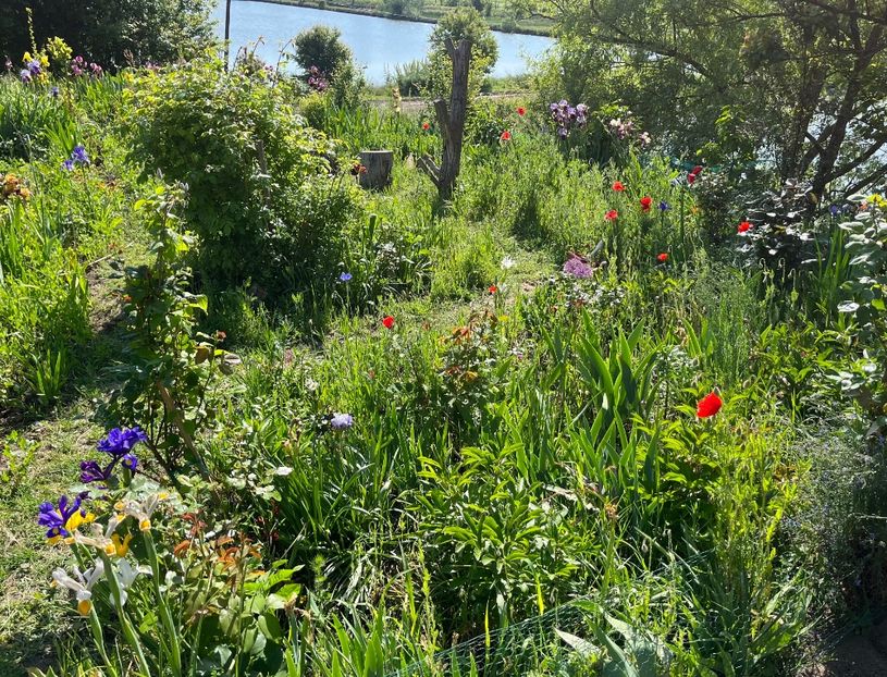 1FFC4812-239D-4DB0-96DC-C0E67E7276E0 - Flori la Balta 2016 2023