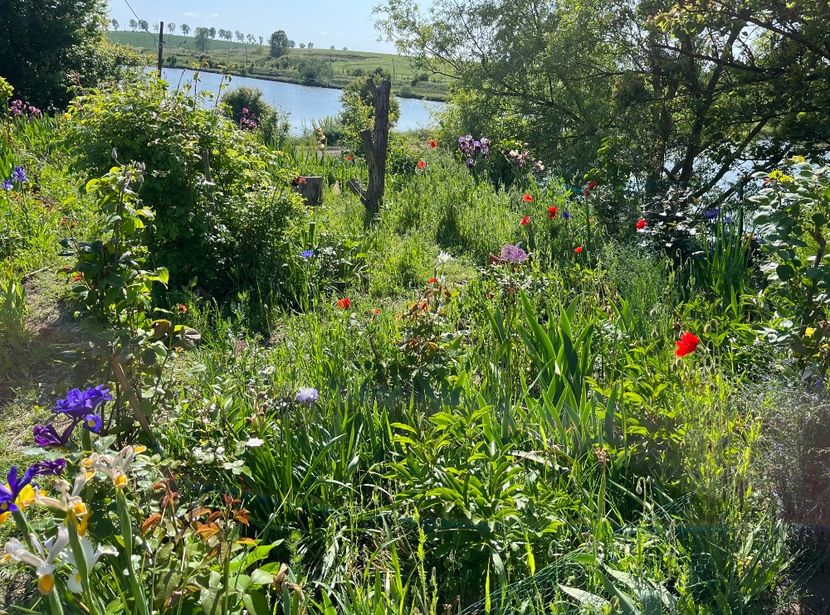 B372994C-8E5D-4599-A6C8-91FCA4559482 - Flori la Balta 2016 2023