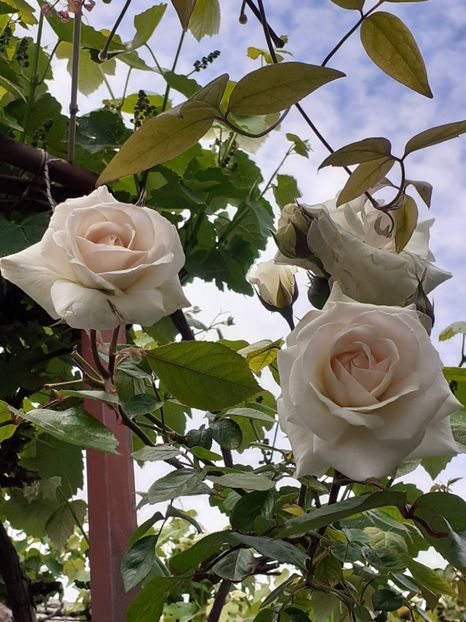  - Swan Lake 2021 - 2022- 2023 - 2024