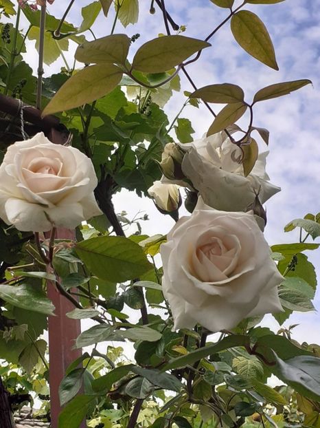  - Swan Lake 2021 - 2022- 2023 - 2024