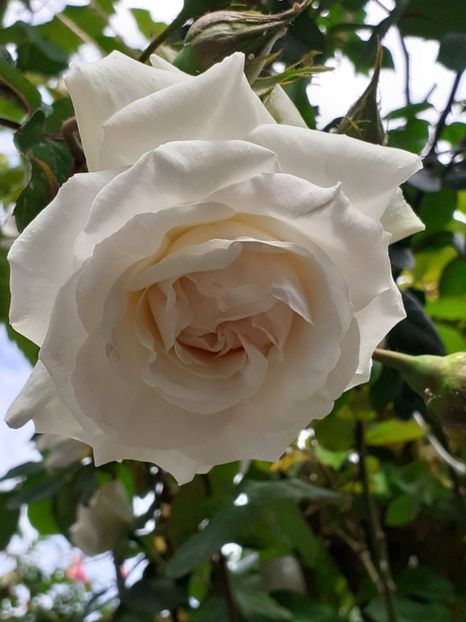  - Swan Lake 2021 - 2022- 2023 - 2024