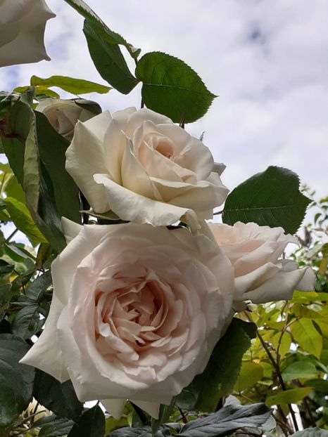  - Swan Lake 2021 - 2022- 2023 - 2024