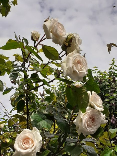  - Swan Lake 2021 - 2022- 2023 - 2024