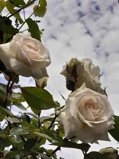  - Swan Lake 2021 - 2022- 2023 - 2024