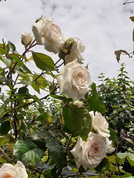  - Swan Lake 2021 - 2022- 2023 - 2024