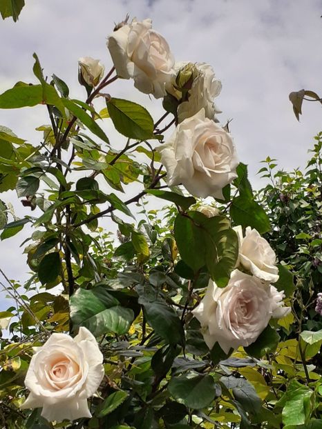  - Swan Lake 2021 - 2022- 2023 - 2024