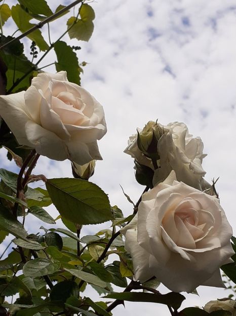  - Swan Lake 2021 - 2022- 2023 - 2024