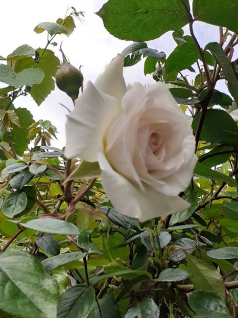  - Swan Lake 2021 - 2022- 2023 - 2024