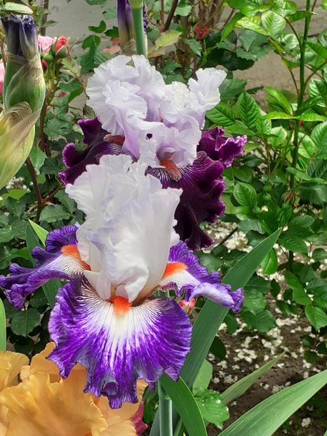  - 0001 - IRIȘI 2023