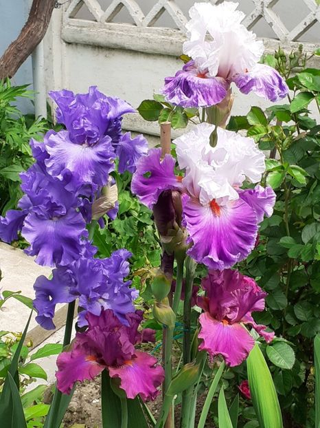  - 0001 - IRIȘI 2023