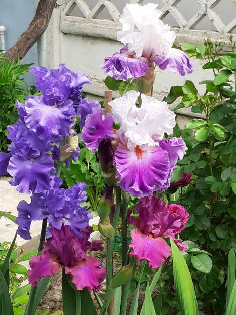  - 0001 - IRIȘI 2023