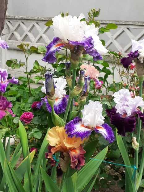  - 0001 - IRIȘI 2023