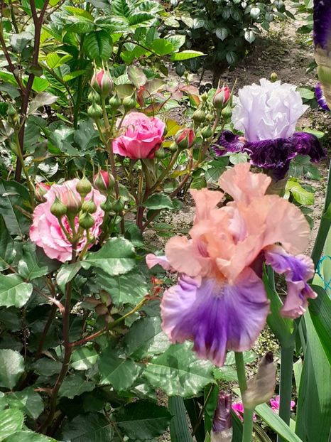  - 0001 - IRIȘI 2023