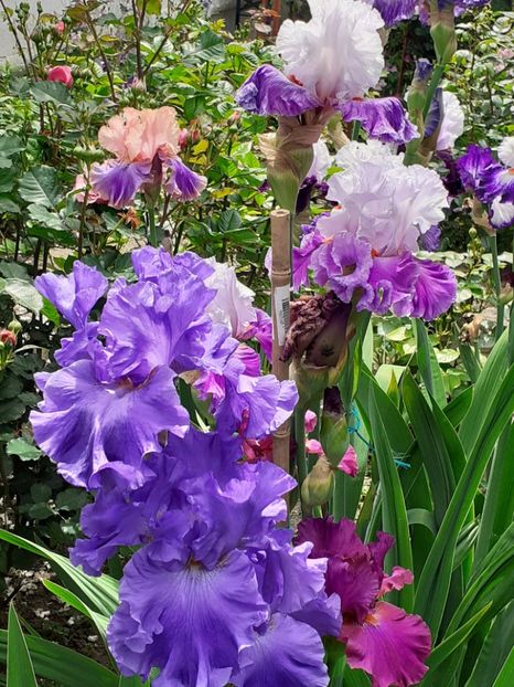  - 0001 - IRIȘI 2023