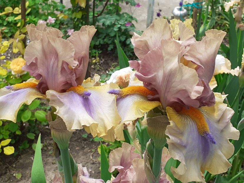  - 0001 - IRIȘI 2023