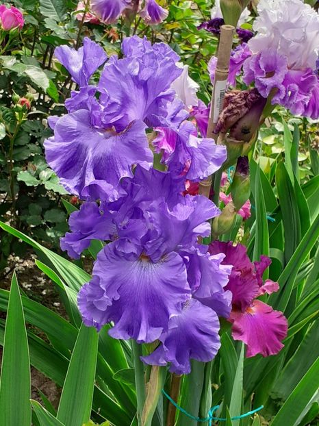  - 0001 - IRIȘI 2023