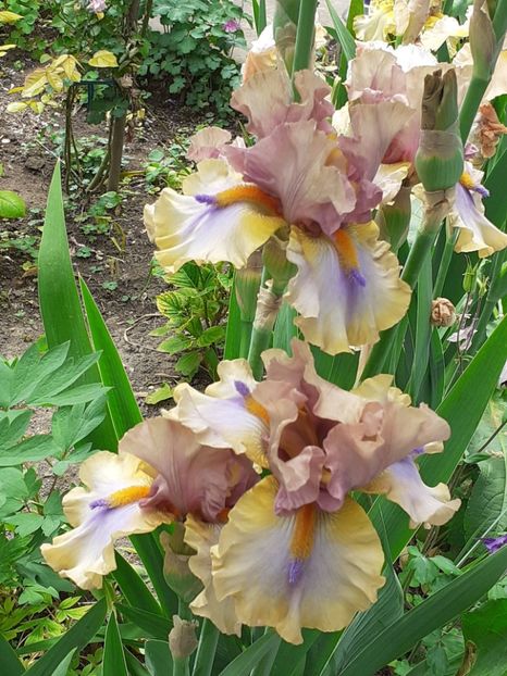  - 0001 - IRIȘI 2023