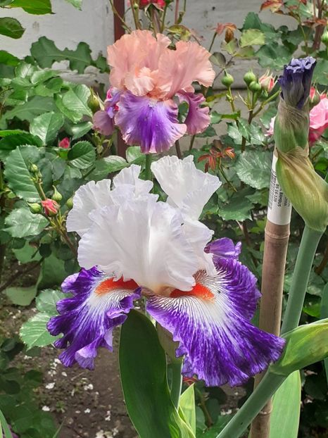  - 0001 - IRIȘI 2023