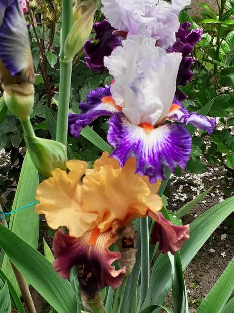  - 0001 - IRIȘI 2023