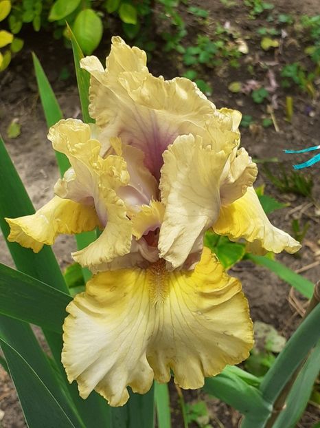  - 0001 - IRIȘI 2023