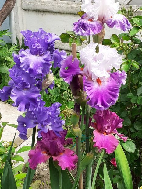  - 0001 - IRIȘI 2023