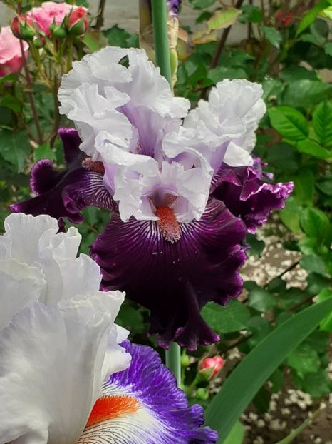  - 0001 - IRIȘI 2023