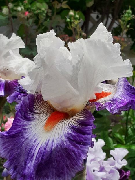  - 0001 - IRIȘI 2023