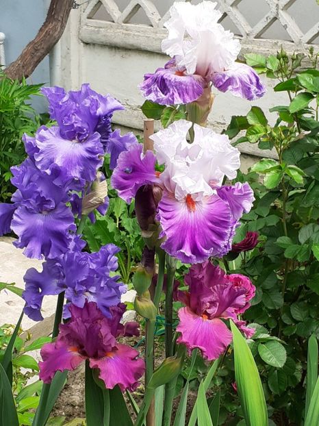  - 0001 - IRIȘI 2023