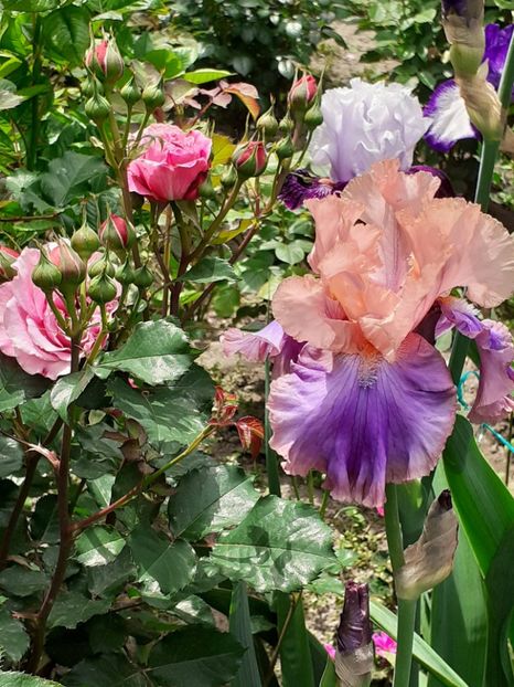  - 0001 - IRIȘI 2023