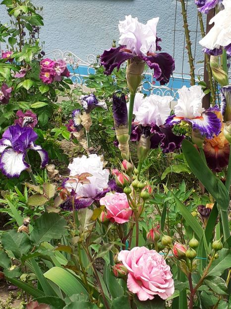  - 0001 - IRIȘI 2023