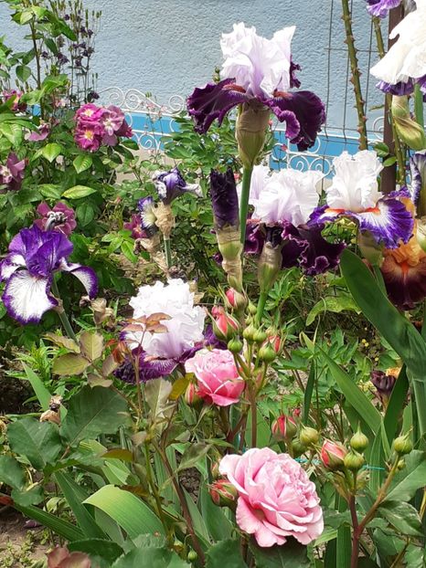  - 0001 - IRIȘI 2023