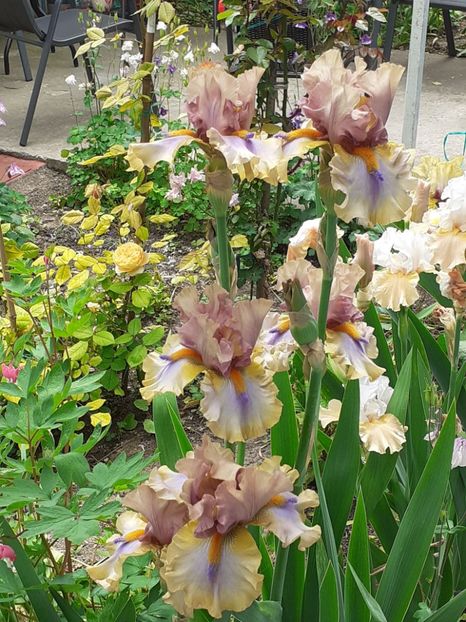  - 0001 - IRIȘI 2023