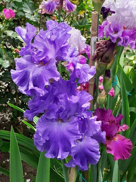  - 0001 - IRIȘI 2023