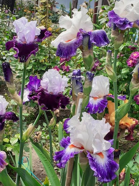  - 0001 - IRIȘI 2023