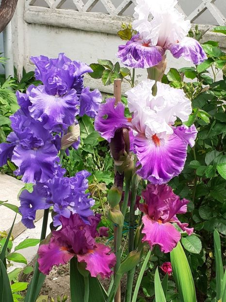  - 0001 - IRIȘI 2023