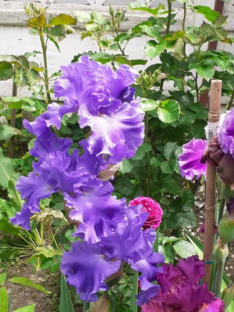  - 0001 - IRIȘI 2023