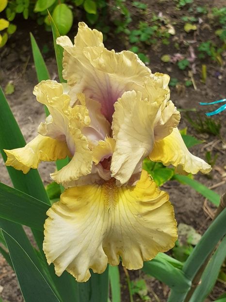  - 0001 - IRIȘI 2023